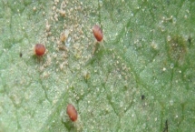 红蜘蛛的危害特征，主要危害叶片