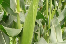 辽单518玉米品种的特性,中抗灰斑病