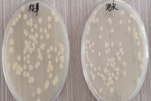 农用枯草芽孢杆菌可以治什么病，可以治水稻纹枯病，小麦纹枯病等