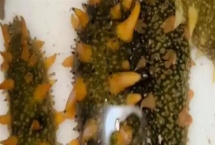 海参的养殖注意事项，要勤换水