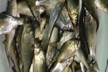 银鲴鱼的价格,一斤需要5-10元左右