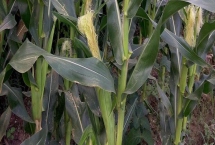 郧单26玉米种子产量表现，生育期129.0天