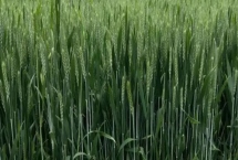 洛麦40小麦品种特性，适宜播种期10月上中旬