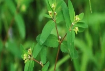 折断有白色乳汁的植物有哪些，常见的有通奶草、鹅绒藤等