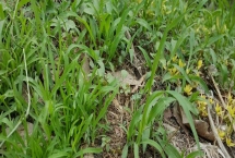 快速除草又省力省时的方式，可喷施药剂