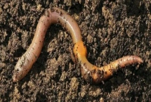 蚯蚓的养殖方法，根据不同的情况来选择合适的容器