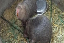 怎么养殖竹鼠,幼鼠每天要投喂2次