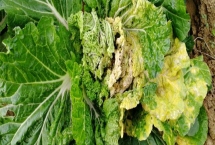 大白菜有哪些病害，常见的有霜霉病、软腐病、黑斑病等