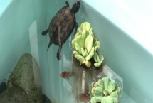 乌龟呕吐如何治疗，先查找原因