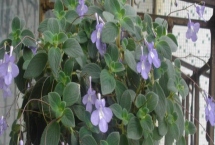 碰碰香开花是什么时候，是一种在夏季开花的花朵