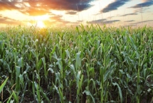 高金888玉米种子特征介绍，1月中旬至8月上旬播种