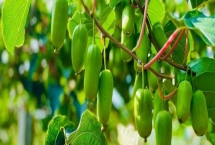 软枣猕猴桃的产地，主要分布于安徽，福建，甘肃，广西等地