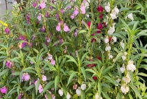 凤仙花是什么植物，是一年生草本植物