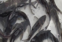 长吻鮠的价格,价格一般12-20元一斤