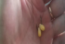 挂玉米粒钓鱼可以吗，使用玉米粒挂钩效果不错