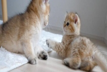 猫咪咽炎怎么判断，常表现为猫咪咳嗽不止、气喘、咀嚼困难等