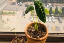 海芋的栽培方式，4-10月追施液体肥料