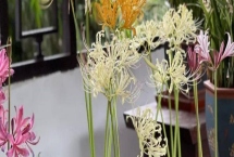 石蒜的浇水方法，春季每隔3-5天浇一次