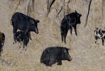 野猪呼吸道疾病的防治措施，发现病猪立刻隔离