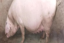 头胎怀孕母猪一天的喂料标准，配种到30日龄饲喂1.8kg的饲料