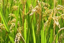 明粳816水稻品种的特性，中抗稻瘟病