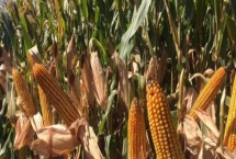 FSZW30玉米种子产量特性，中抗茎腐病