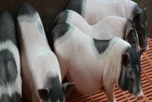 小香猪母猪几个月可以配种，三个月的时候就可以进行配种