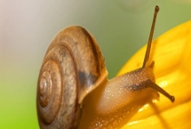 蜗牛的养殖模式，露天养殖在农村常见