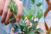 8月份能不能对菊花打顶，只能在当月上旬进行