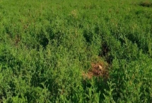 黄芪的管理方法，幼苗期至少要间苗2次