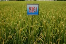龙粳31品种特性，为粳稻品种