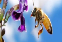 西蜂和中蜂的区别，科属、外观、蜂种等均不同