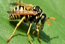 马蜂窝怎么安全处理，试试这4种方法