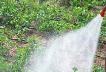 除草剂的种类,分为灭生性和选择性除草剂