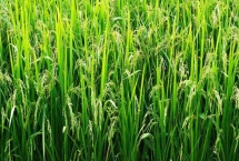 庆林969水稻种子产量特性，4月中旬播种