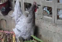 江西省安义县的特产，安义瓦灰鸡具有悠久的养殖历史