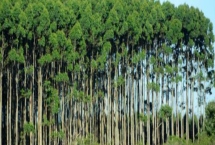 桉树是什么植物，是常见的经济树种