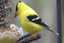 如何让黄雀不怕人，可通过喂食建立信任