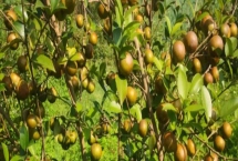 油茶的品种，有普通油茶、越南油茶，小果油茶等