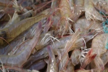 草虾的养殖技术，可在晴天上午投放草虾苗