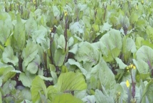 菜苔怎么选种，选择抗病毒性强一些的种子