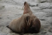 什么是海象，属于群居哺乳动物