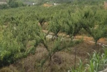 种李子用什么土比较好，用黑土比较好
