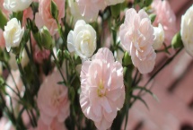 康乃馨的花语，寓意母爱之情、尊敬之情等