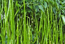 线椒怎么种植，株高达到9-12厘米时要定苗