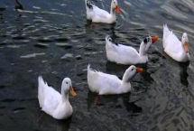 鸭子白点病，易与鸭霍乱相混淆