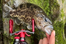 鳜鱼用多长的路亚竿，取决于抛投距离