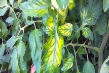 镁肥对植物的作用，有利于作物增产