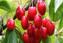 又大又好吃的樱桃品种，大红灯樱桃肉质松软且风味酸甜