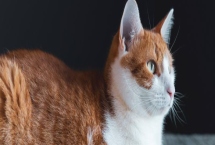 哪些人容易被猫咪抓伤，常见的有新人、小孩等